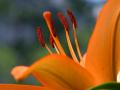 background: Orange Flower Closeup