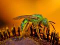 background: Green Sweat Bee