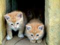 background: Cute Kittens