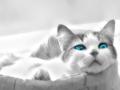 background: Clear Blue eyed Cat