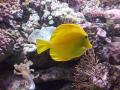 background: yellow reef fish