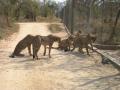 background: Cheetahs on the move