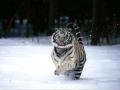 background: Siberian Tiger