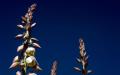 background: Yucca Flowers