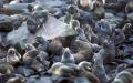 background: St. Paul Island Fur seal rookery, Pribilofs